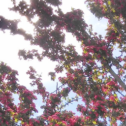 Pink flowers on branches, with the sun shining through.