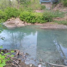 A river, lined with rocks, knotweed, and a sewer drain. The water is a bright, unnatural teal color.